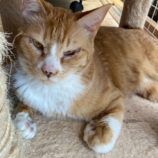 4月20日の千代田店に参加するアニマルフレンドの保護猫01