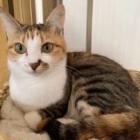 4月20日の千代田店に参加する動物保護団体 SONA DORASの保護猫02