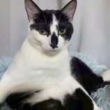 4月20日の千代田店に参加する動物保護団体 SONA DORASの保護猫03