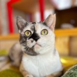 4月20日の千代田店に参加するアニマルフレンドの保護猫03