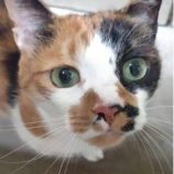 4月20日の千代田店に参加する動物保護団体 SONA DORASの保護猫04