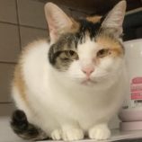 4月20日の千代田店に参加するアニマルフレンドの保護猫04