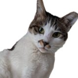 4月20日の千代田店に参加するアニマルフレンドの保護猫05