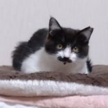 4月20日のひたちなか店に参加するホーリーキャットの保護猫01