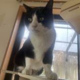 4月20日のひたちなか店に参加するホーリーキャットの保護猫02