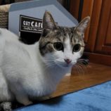 4月20日のひたちなか店に参加するホーリーキャットの保護猫03