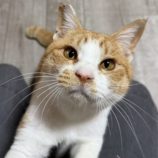 4月20日のひたちなか店に参加するホーリーキャットの保護猫04