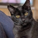 4月20日のひたちなか店に参加するホーリーキャットの保護猫05