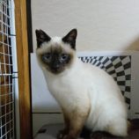 4月20日のひたちなか店に参加するホーリーキャットの保護猫06