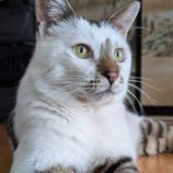 4月20日のひたちなか店に参加するホーリーキャットの保護猫07