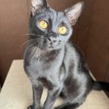 4月20日のひたちなか店に参加するホーリーキャットの保護猫08