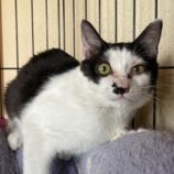 4月20日のひたちなか店に参加するホーリーキャットの保護猫09