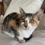 4月20日のひたちなか店に参加するホーリーキャットの保護猫10