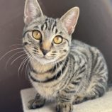 4月20日のひたちなか店に参加するホーリーキャットの保護猫11