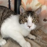 4月20日のひたちなか店に参加するホーリーキャットの保護猫12