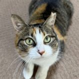 4月20日のひたちなか店に参加するホーリーキャットの保護猫13