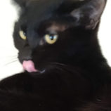 4月20日のひたちなか店に参加するホーリーキャットの保護猫14