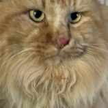 4月20日のひたちなか店に参加するホーリーキャットの保護猫15