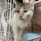 4月20日のひたちなか店に参加するホーリーキャットの保護猫16