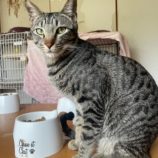 4月20日のひたちなか店に参加するホーリーキャットの保護猫18