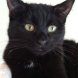 4月20日のひたちなか店に参加するホーリーキャットの保護猫19