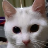 4月20日のひたちなか店に参加するホーリーキャットの保護猫20