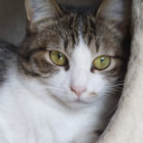 4月20日のひたちなか店に参加するホーリーキャットの保護猫21