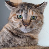 4月20日のひたちなか店に参加するホーリーキャットの保護猫24