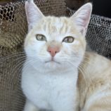 4月13日のひたちなか店に参加するネコスぺ事務局の保護猫01