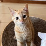 4月13日のひたちなか店に参加するネコスぺ事務局の保護猫02