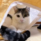 4月13日のひたちなか店に参加するネコスぺ事務局の保護猫03