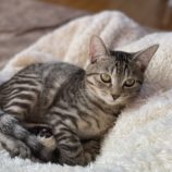 4月13日のひたちなか店に参加するネコスぺ事務局の保護猫04