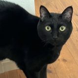 4月13日のひたちなか店に参加するネコスぺ事務局の保護猫05