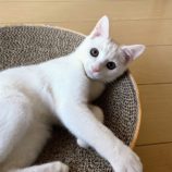 4月13日のひたちなか店に参加するネコスぺ事務局の保護猫06