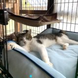 4月13日のひたちなか店に参加するネコスぺ事務局の保護猫07