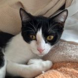 4月13日のひたちなか店に参加するネコスぺ事務局の保護猫08