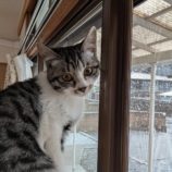 4月13日のひたちなか店に参加するネコスぺ事務局の保護猫09