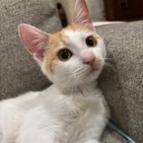 4月13日のひたちなか店に参加するネコスぺ事務局の保護猫10