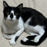 4月13日のひたちなか店に参加するネコスぺ事務局の保護猫11