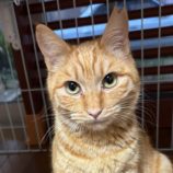 4月13日のひたちなか店に参加するネコスぺ事務局の保護猫12