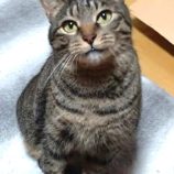 4月13日のひたちなか店に参加するネコスぺ事務局の保護猫14