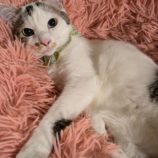 4月13日のひたちなか店に参加するネコスぺ事務局の保護猫15