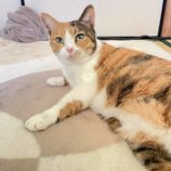 4月13日のひたちなか店に参加するネコスぺ事務局の保護猫16