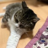 4月13日のひたちなか店に参加するネコスぺ事務局の保護猫17