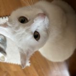 4月13日のひたちなか店に参加するネコスぺ事務局の保護猫18