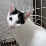 4月13日のひたちなか店に参加するネコスぺ事務局の保護猫19