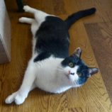 4月13日のひたちなか店に参加するネコスぺ事務局の保護猫20