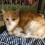 4月13日のひたちなか店に参加するネコスぺ事務局の保護猫21