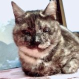 4月13日のひたちなか店に参加するネコスぺ事務局の保護猫22