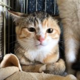 4月13日のひたちなか店に参加するネコスぺ事務局の保護猫23